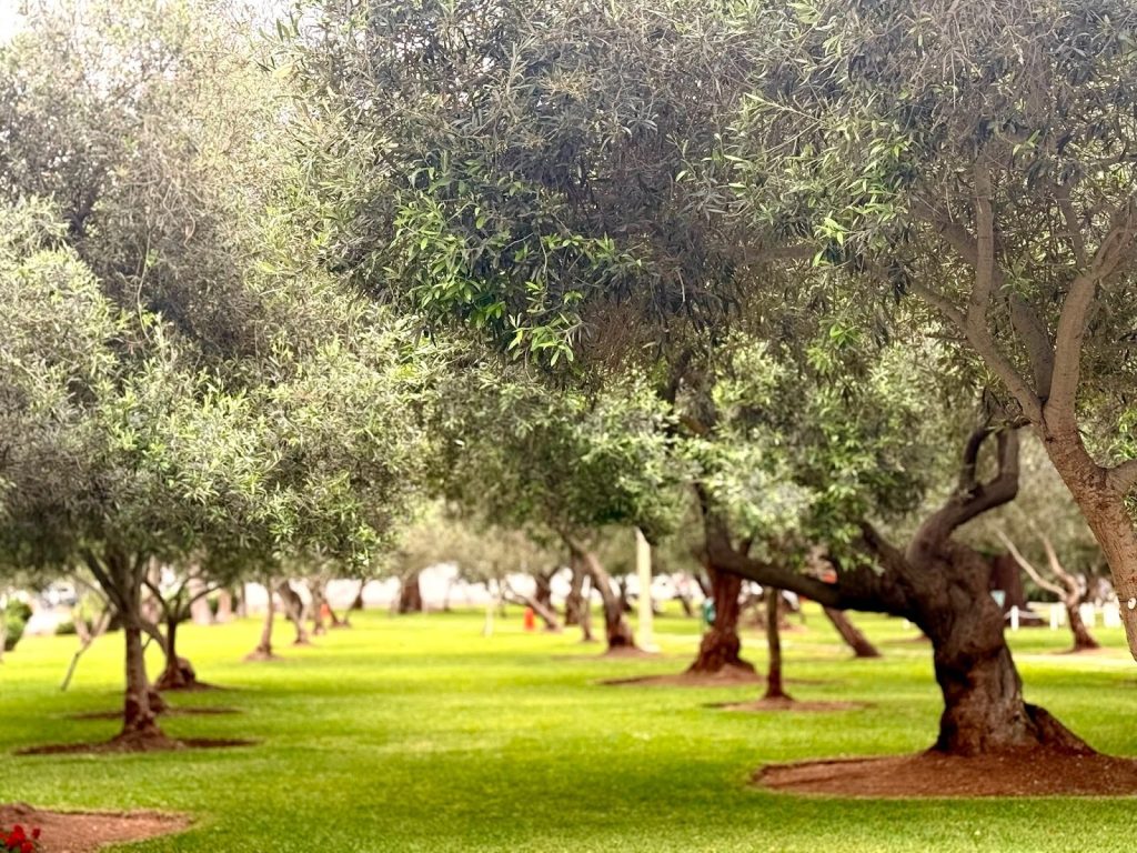El Olivar Park in San Isidro