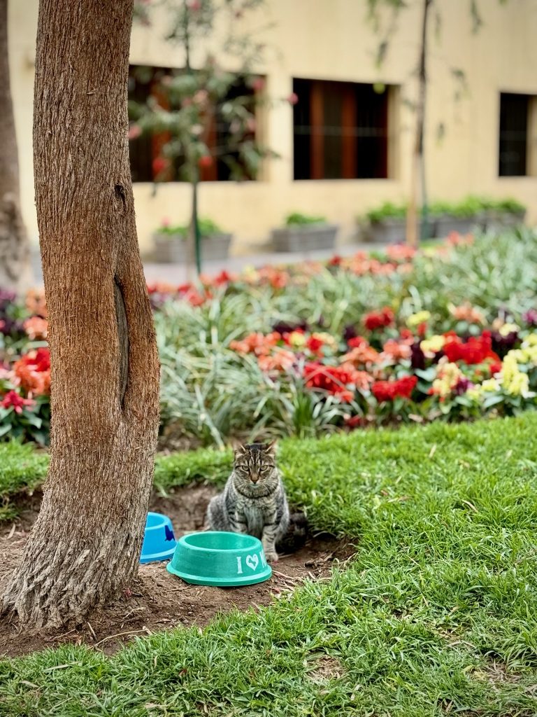 outdoor cat sitting next to a water bowl under a tree in lima peru