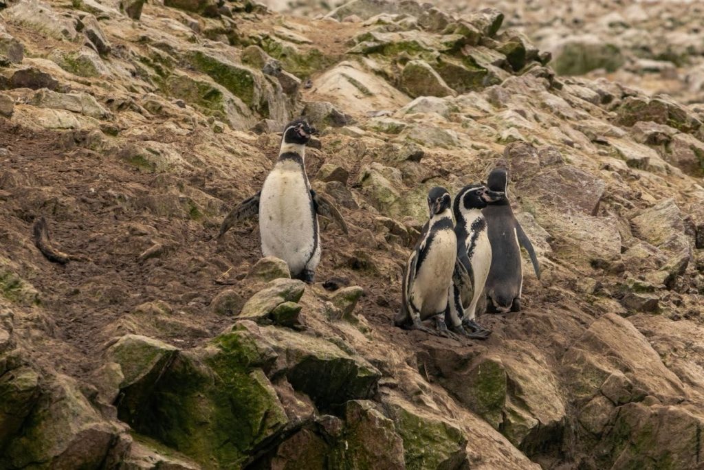 penguins on Ballestas Islands peru