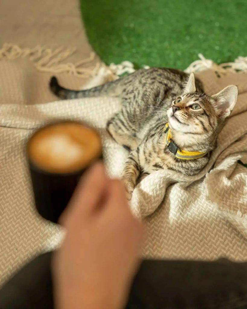 adorable tabby cat relaxing in cat cafe in lima peru, gatu cafe