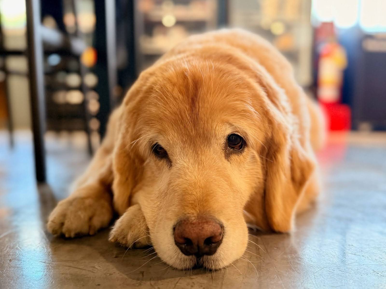 cute golden retriever, nahla, beli & co grocery store lima peru