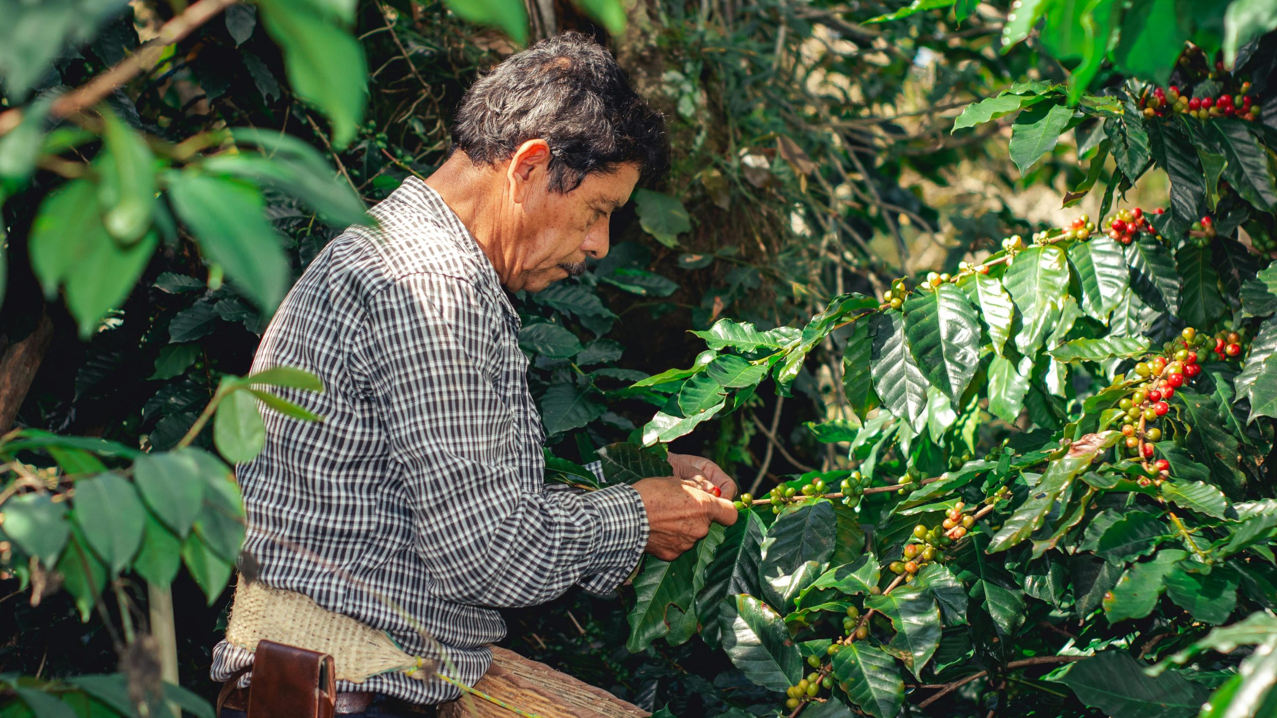 peruvian man inspecting plant