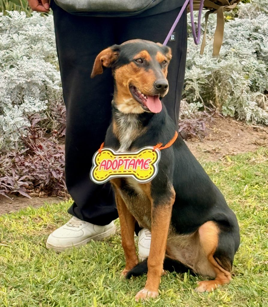 Rescue dog with adopt me sign around his neck