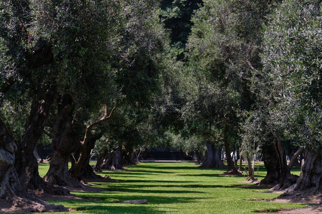 Urban forest of ancient olive trees in the center of the city, Parque el Olivar in Lima - Peru.