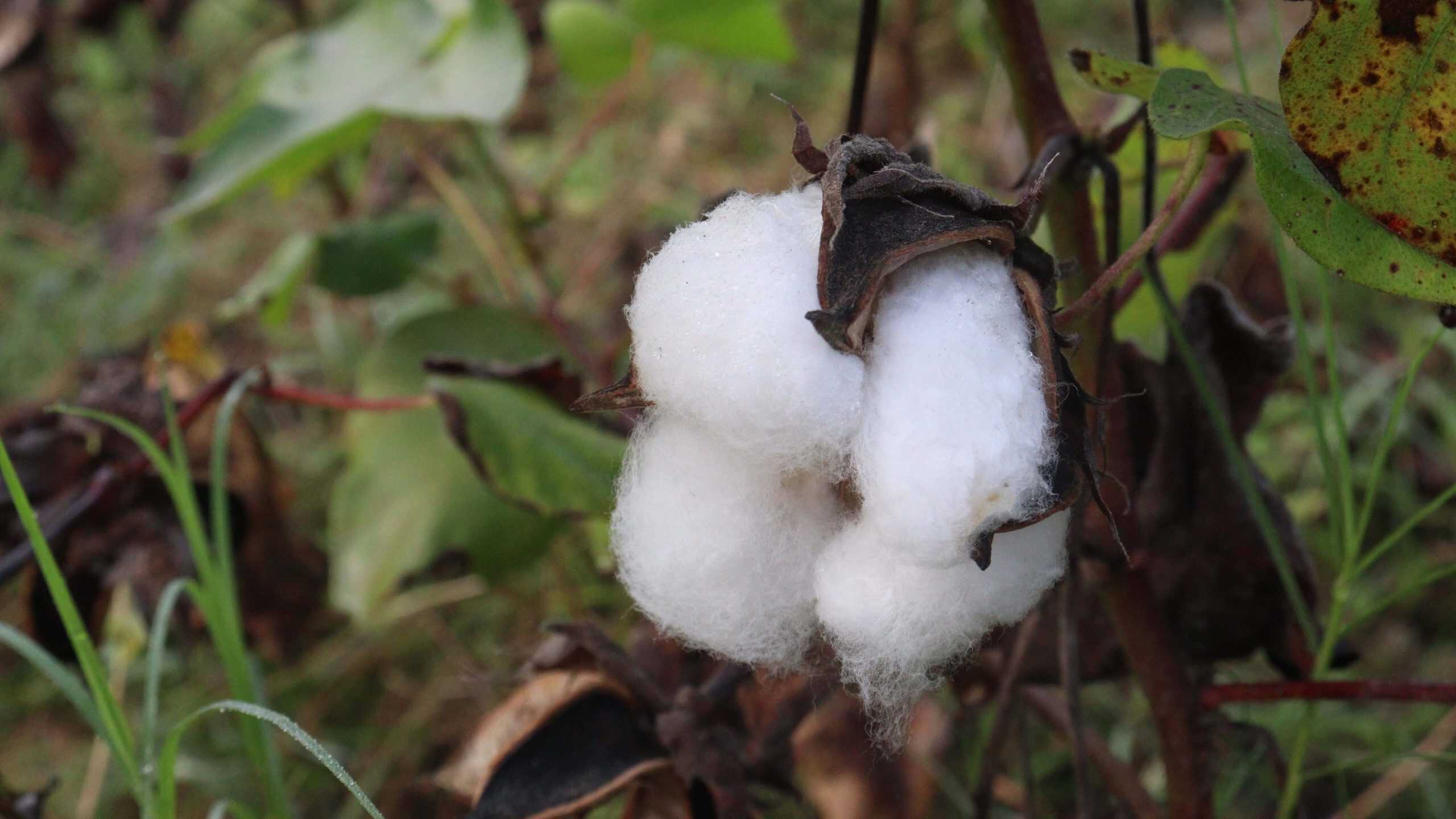 peruvian pima cotton on tree in farm for harvest are cash crops