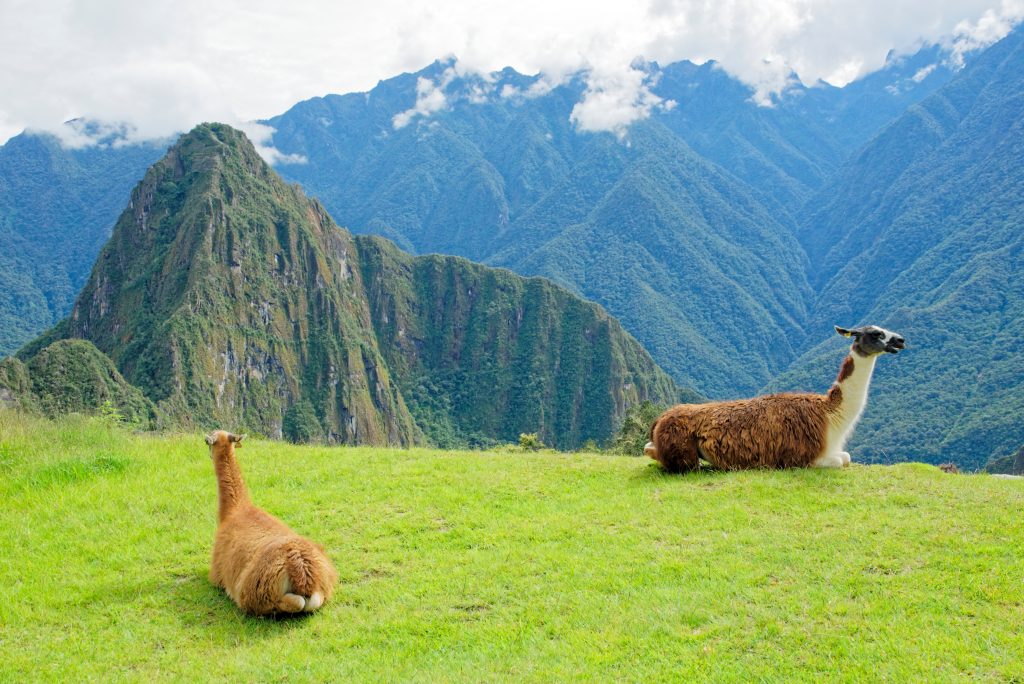 Llamas relaxing in Machu Pichu