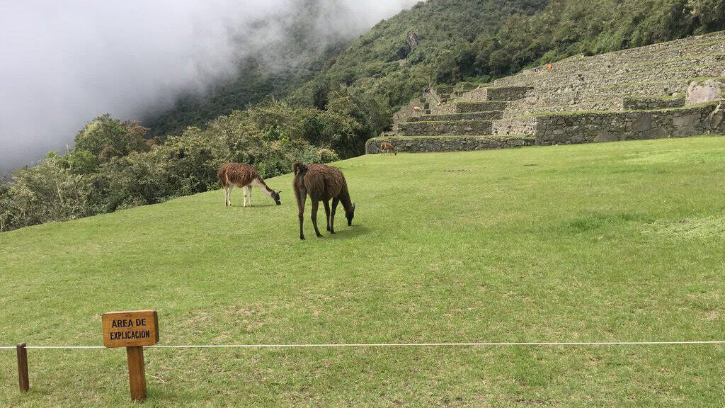 llamas grazing in machu picchu pasture