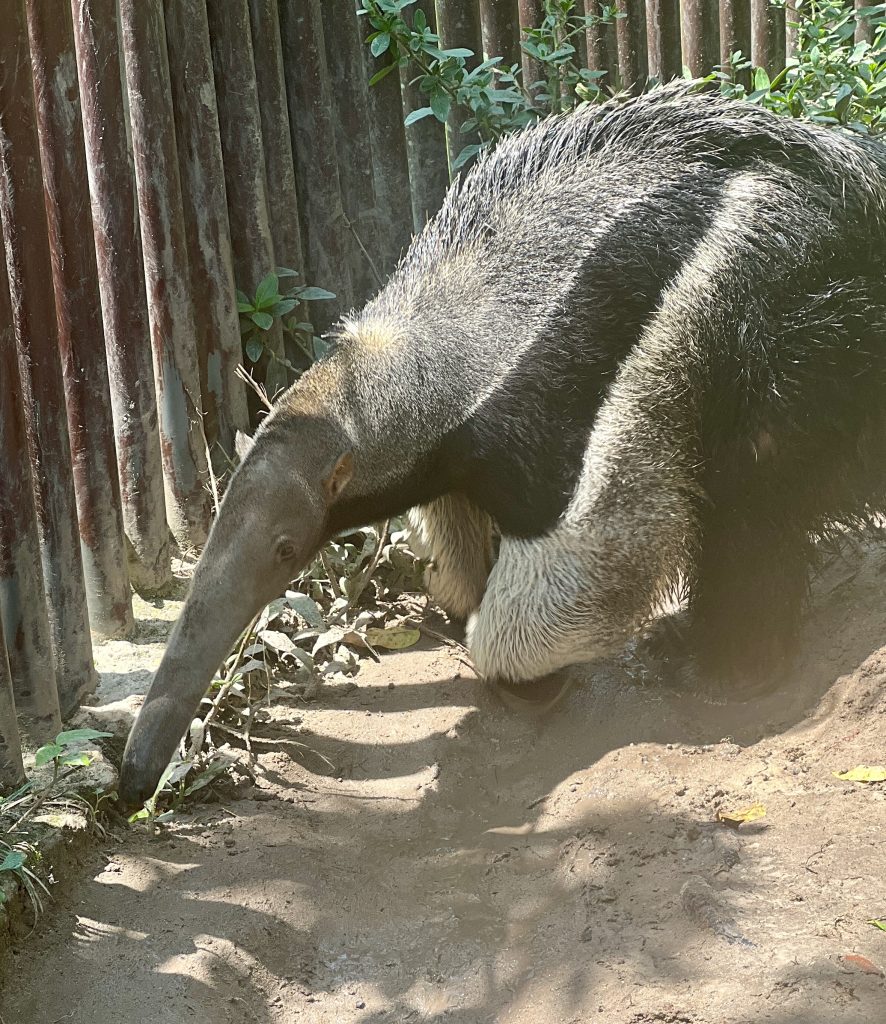 giant anteater in an exhibit