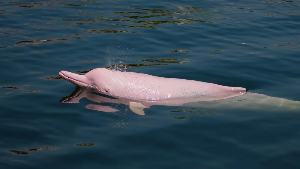 Pink dolphin in the amazon river