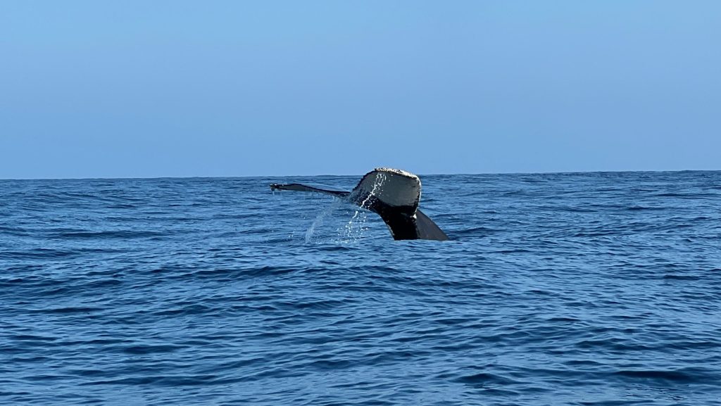 whale watching from a Playas del Norte beach in peru, whale tail visible over ocean surface